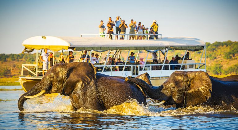 elephants-in-water