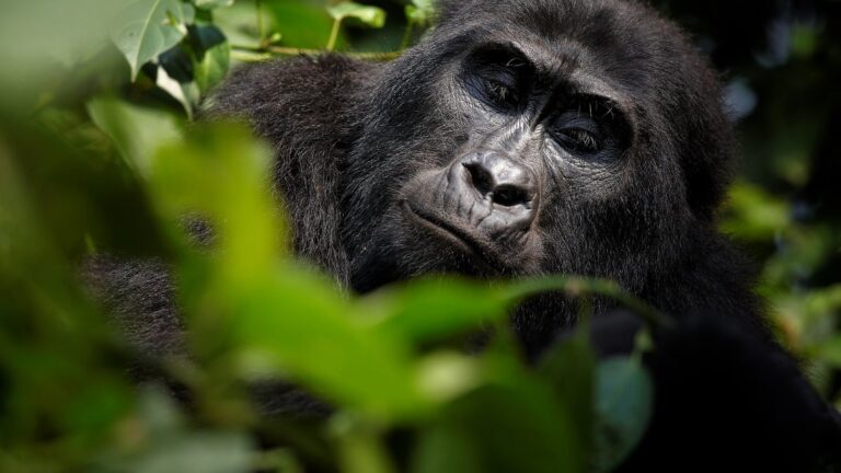 Gorilla