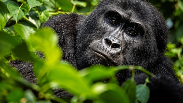Ape