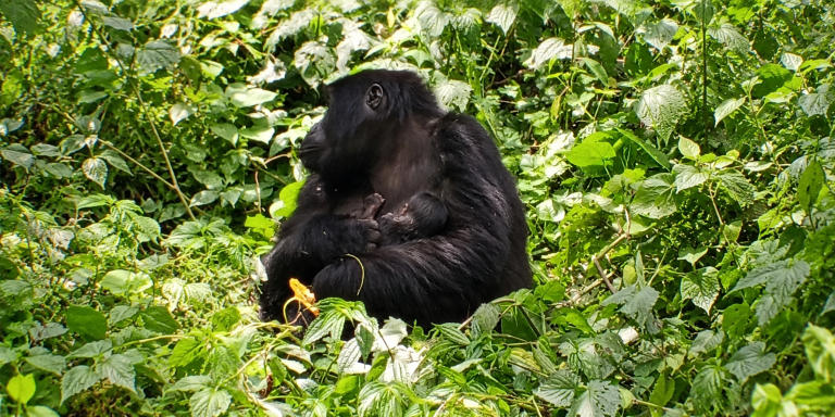 Bwindi Impenetrable forest