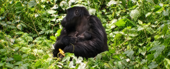 Bwindi Impenetrable forest