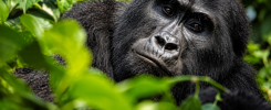 Ape