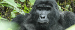 Gorilla Trekking in Ugnda