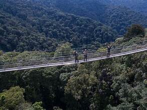 Nyungwe canopy walk
