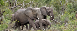 elephant-herd