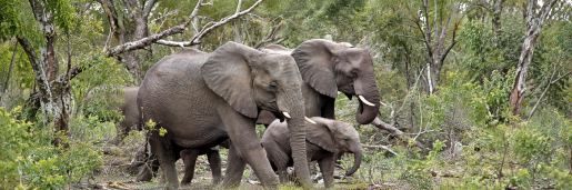 elephant-herd