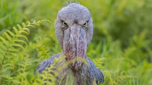 shoebill stork